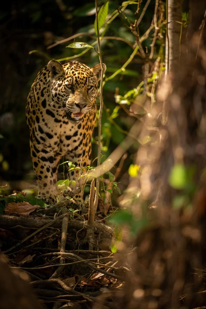 beautiful-endangered-american-jaguar-nature-habitat-panthera-onca-wild-brasil-brasilian-wildlife-pantanal-green-jungle-big-cats-1-683x1024