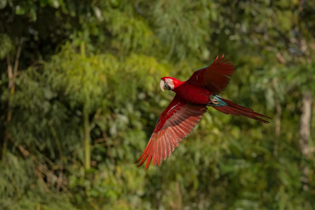 bird-south-america-nature-habitat-1024x683