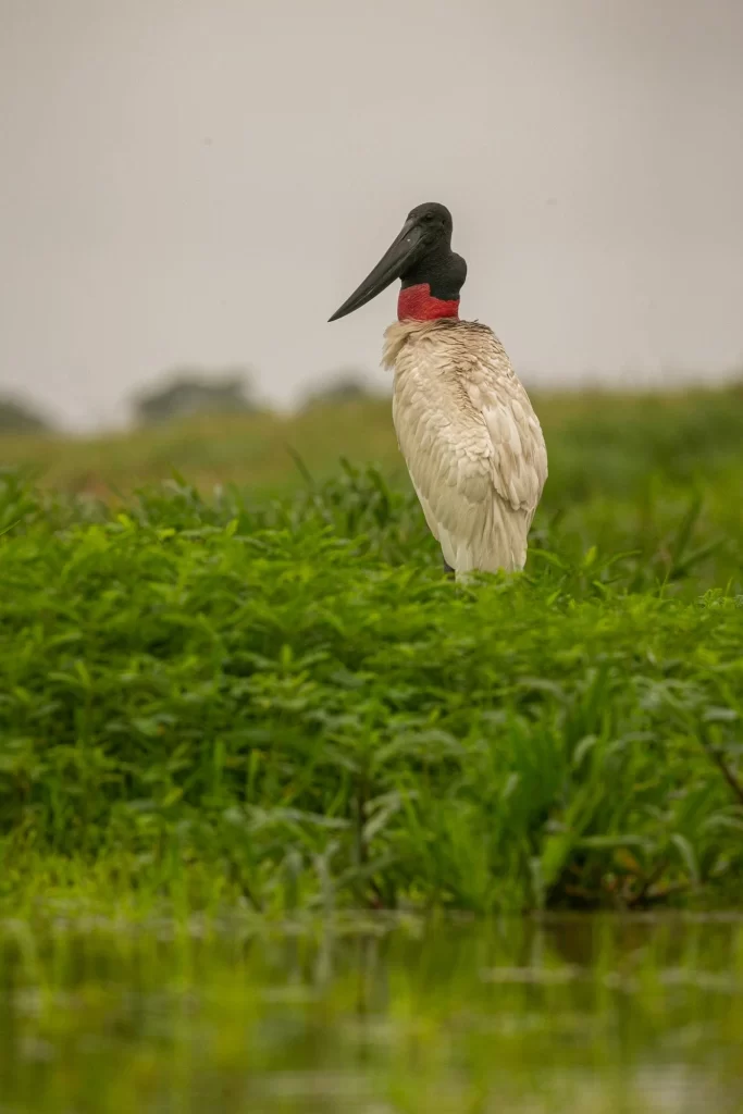 jabiru-stork-wetlands-beautiful-brasilian-pantanal-beautiful-very-big-bird-south-america-jabiru-mycteria-nature-habitat-picture-683x1024