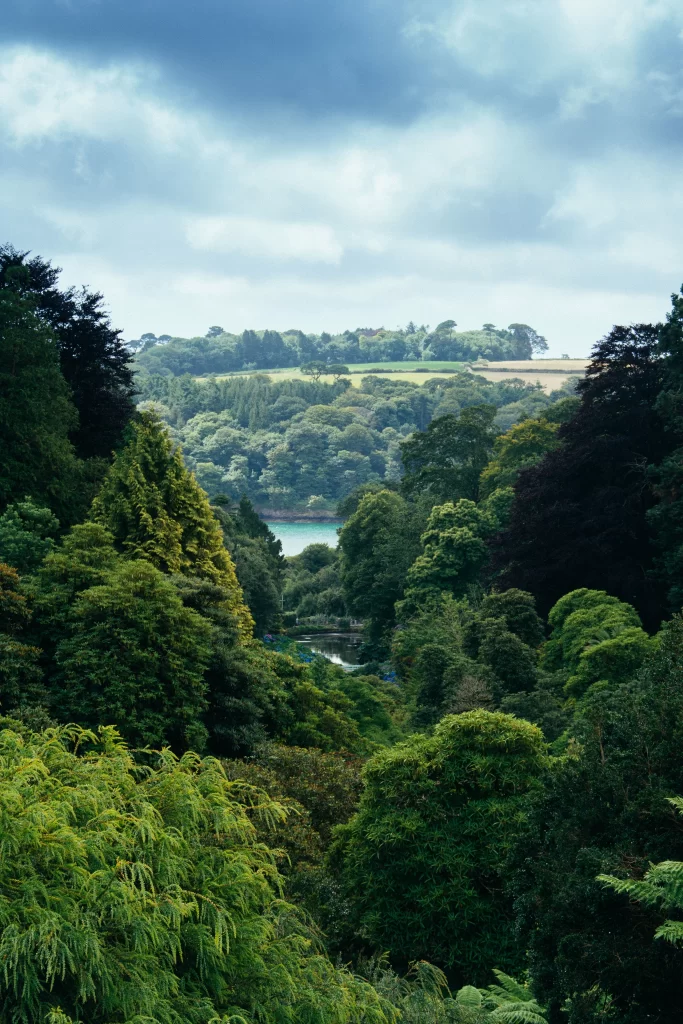 vertical-shot-thick-forest-river-1-683x1024