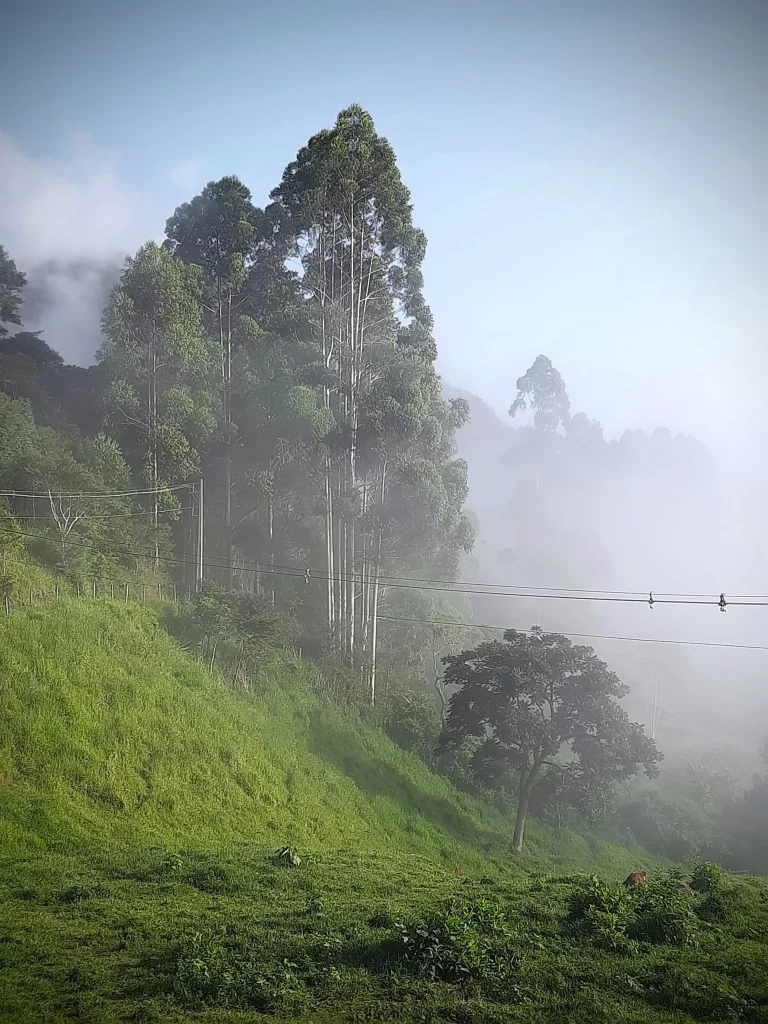 trees_in_teresopolis_03-768x1024