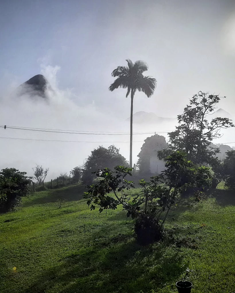 trees_in_teresopolis_04-819x1024