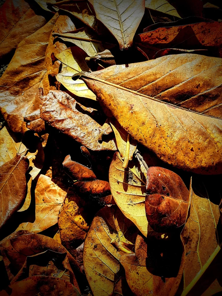 leaves_on_the_floor_in_rio_02-768x1024