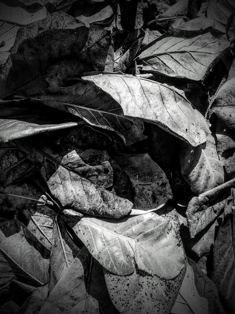 leaves_on_the_floor_in_rio_03-768x1024