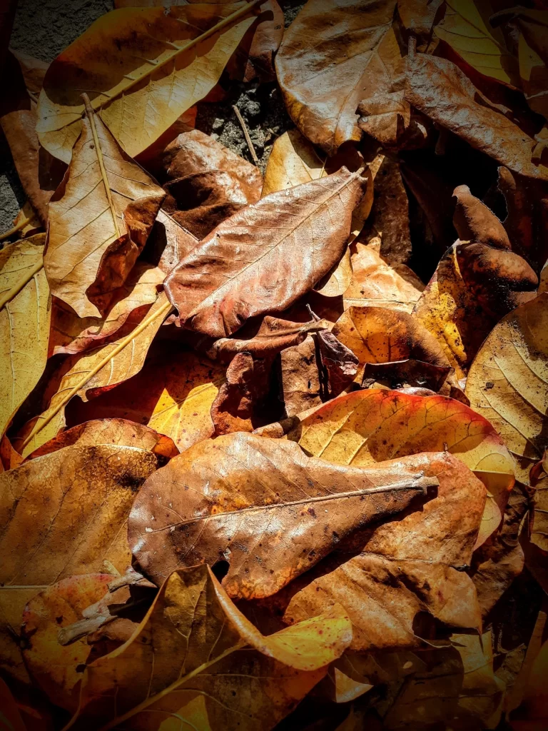 leaves_on_the_floor_in_rio_04-768x1024