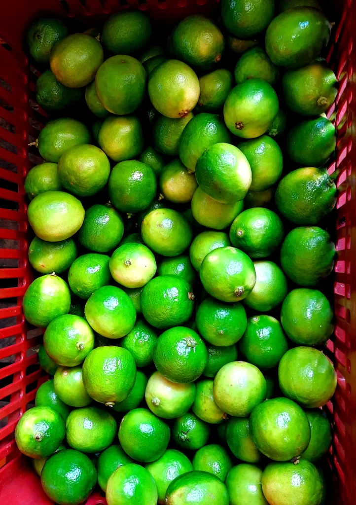 limes_at_cadeg_rio-722x1024