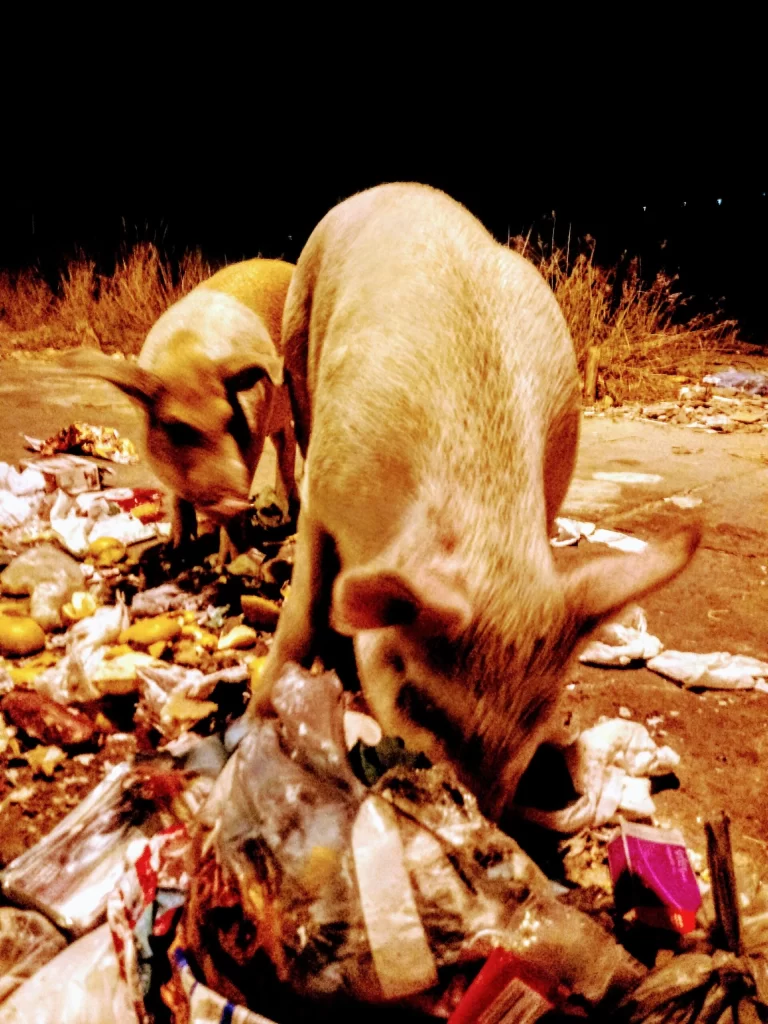 pigs_eating_rubbish_at_mangueira_rio-768x1024