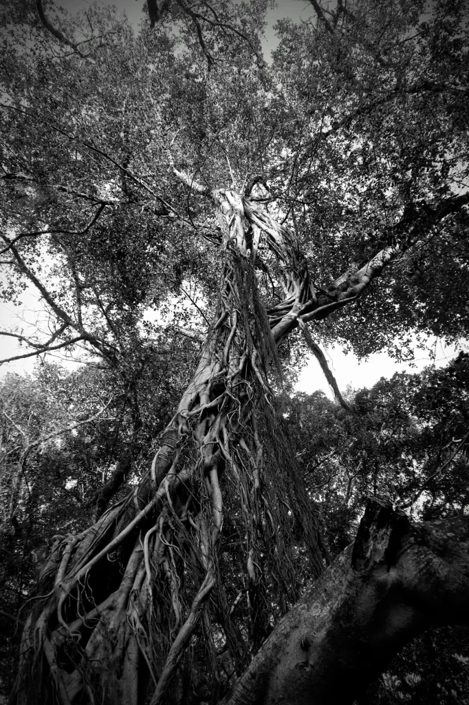 tree_in_carmen_miranda_park_flamengo_rio-682x1024