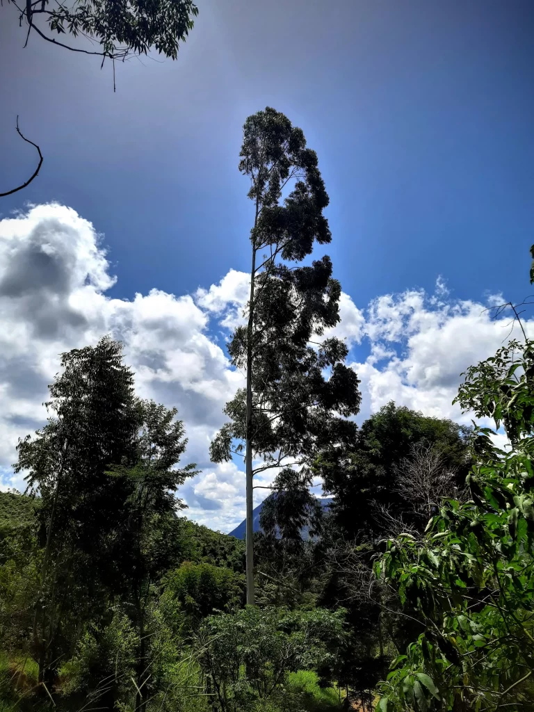 trees_in_teresopolis_brazil_03-768x1024