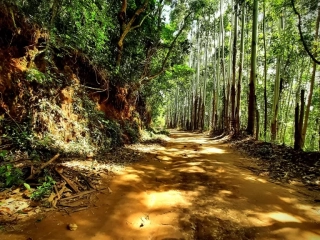 path_in_teresopolis-768x1024