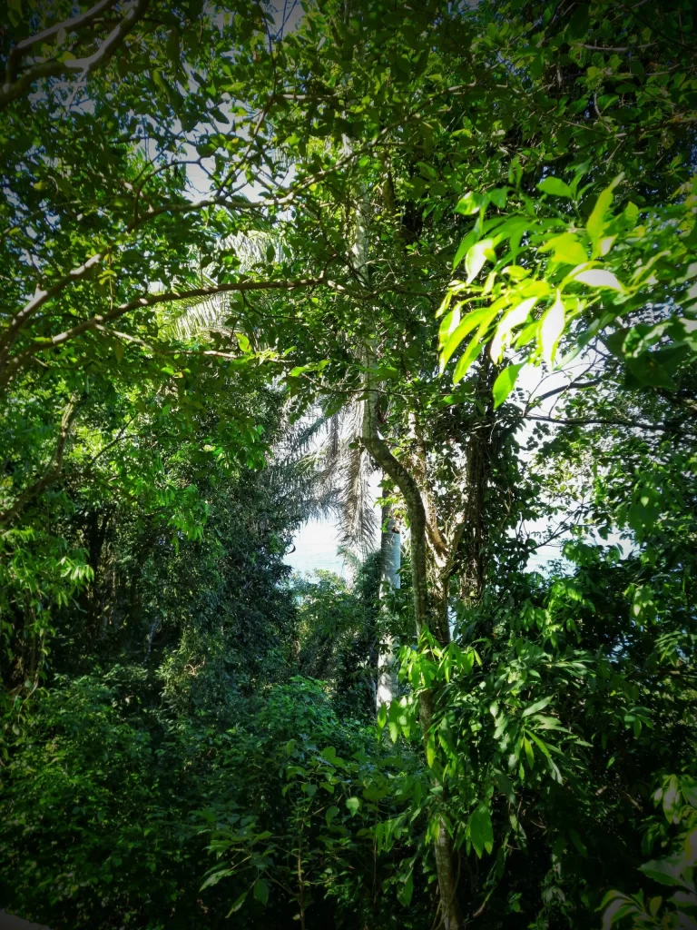 trees_in_rio_02-768x1024