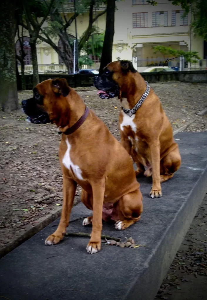 bruce_and_petra_together_at_carmen_miranda_park_flamengo-705x1024