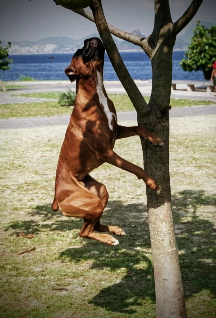 bruce_at_flamengo_beach_trying_to_take_a_coconut_from_the_tree-695x1024