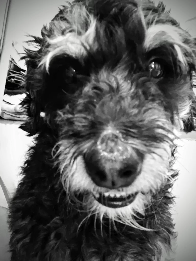 neighbors_dog_rocha_rio-768x1024