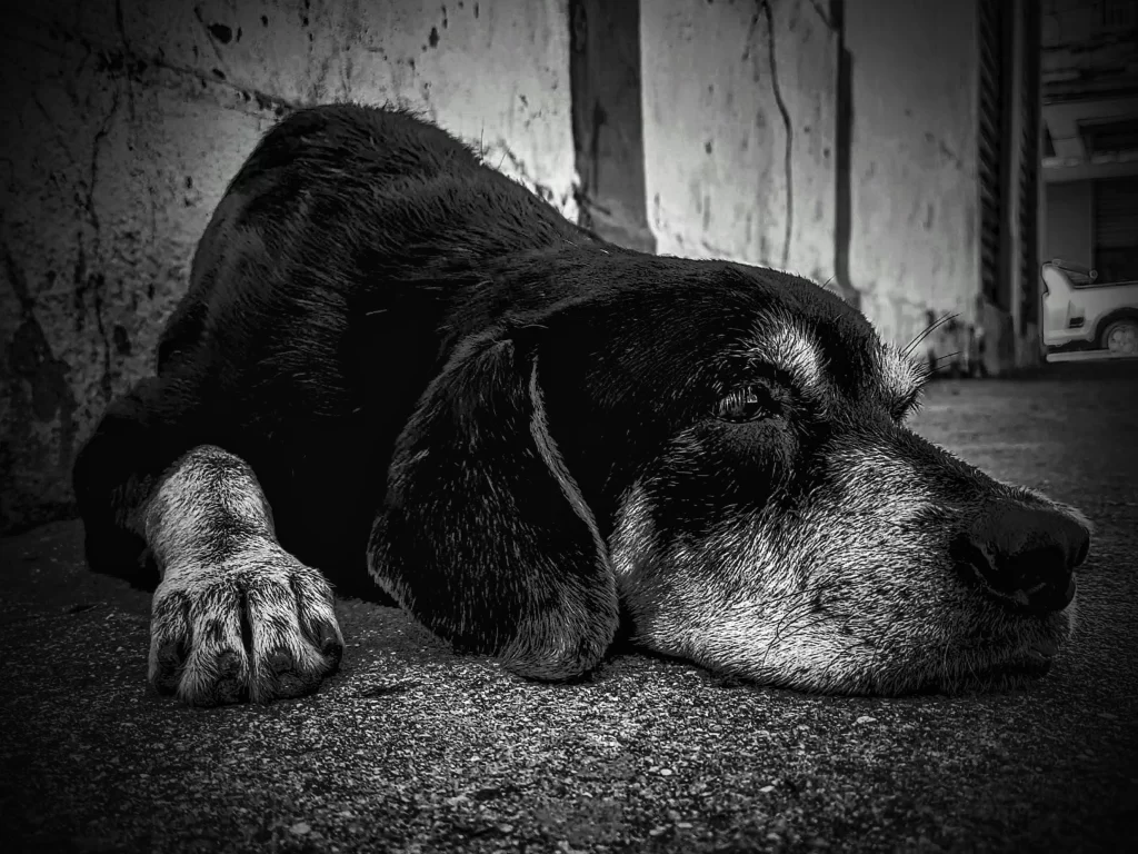 street_dog_in_benfica_rio-1024x768