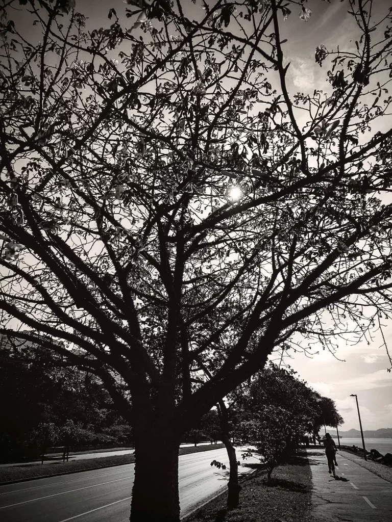 tree_in_aterro_rio-768x1024