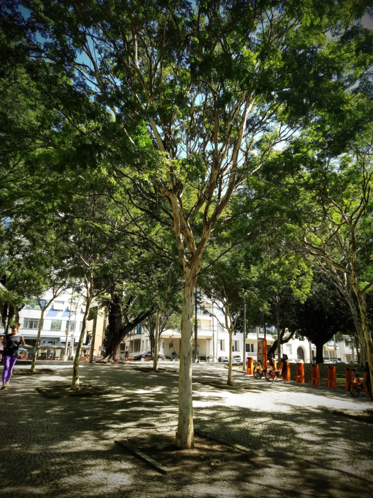 tree_in_flamengo_rio-768x1024