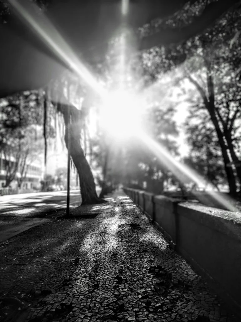 trees_and_sun_burst_in_avenida_rui_barbosa_flamengo_rio_04-768x1024