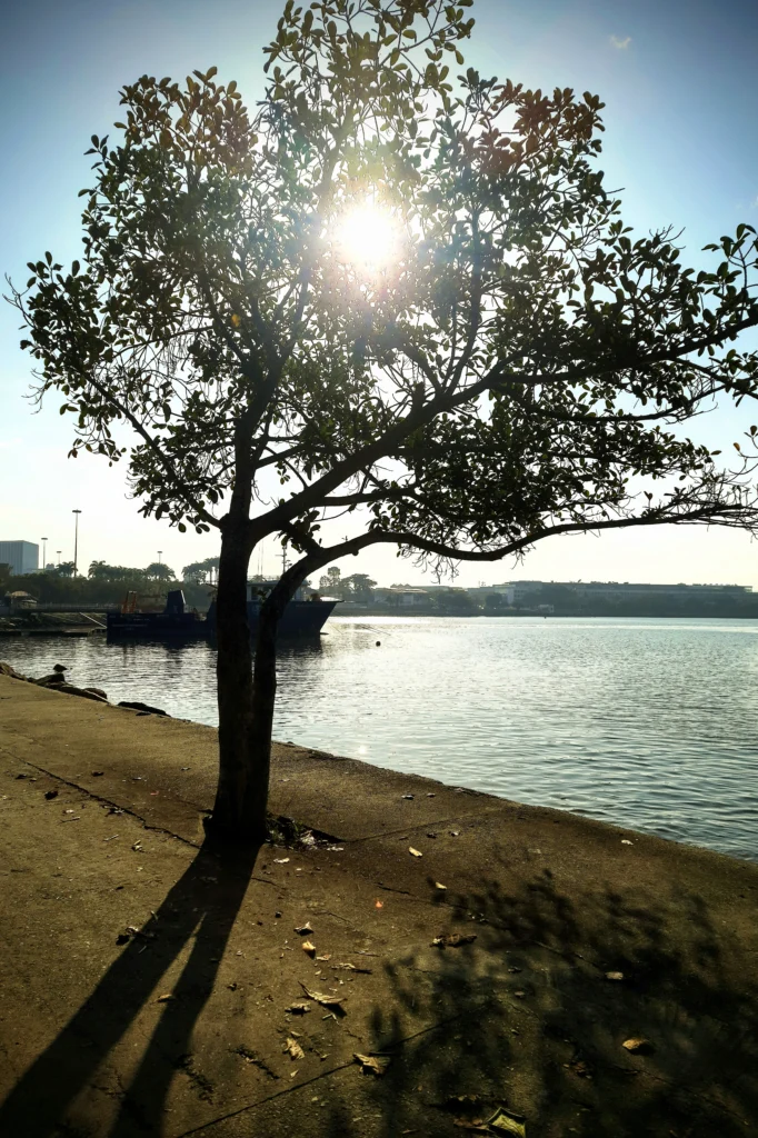 tree_in_marina_da_gloria_rio_02-scaled