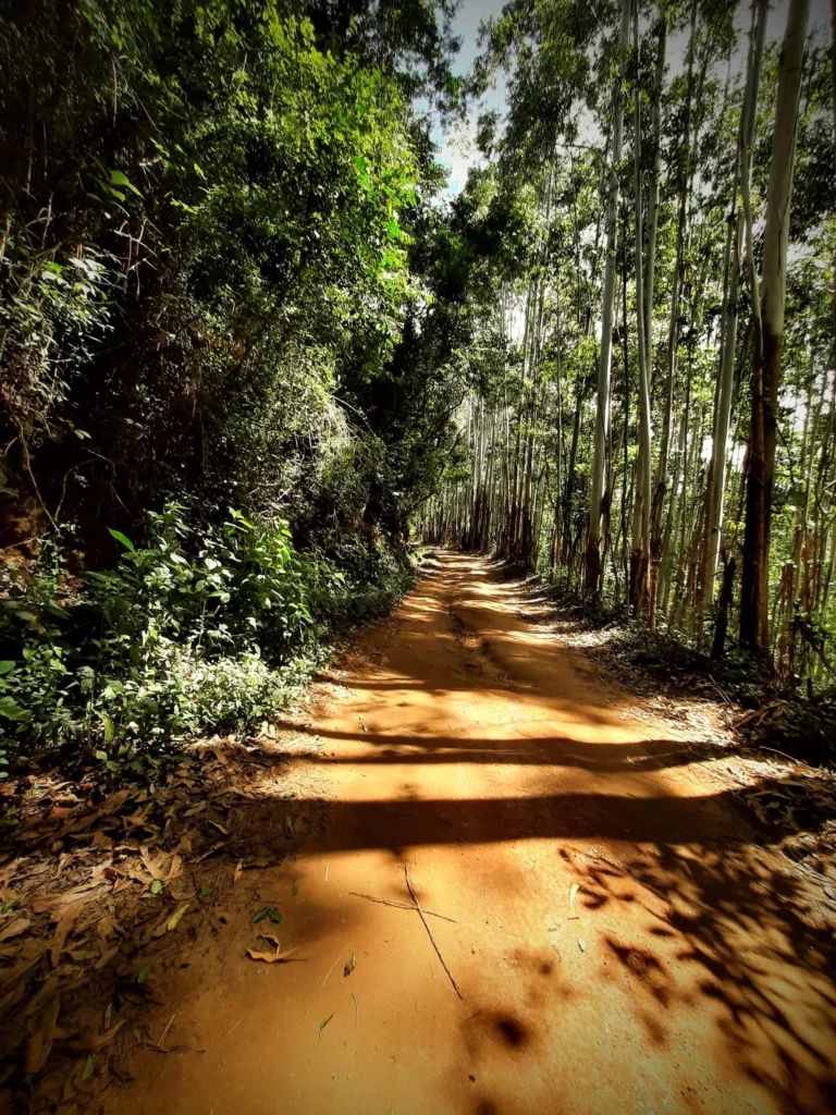 eucalyptus_trees_and_dirt_road_in_teresopolis_brazil-768x1024