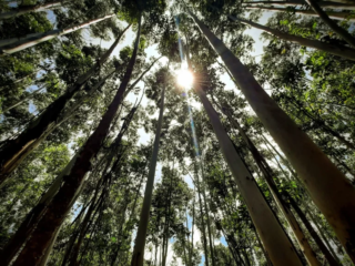 eucalyptus_trees_in_teresopolis_brazil-1024x576