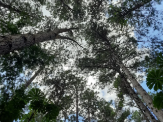 eucalyptus_trees_in_trees_rio_05-768x1024