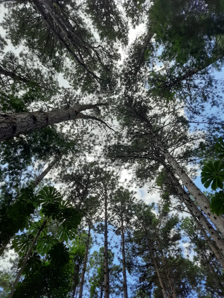 eucalyptus_trees_in_trees_rio_05-768x1024