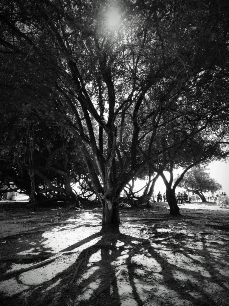 tree_at_carmen_miranda_park_flamengo_rio-768x1024