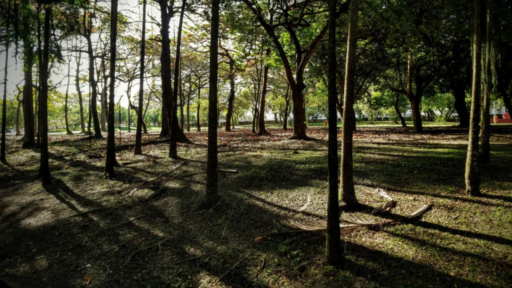 trees_in_carmen_miranda_park_plamengo_rio-1024x576