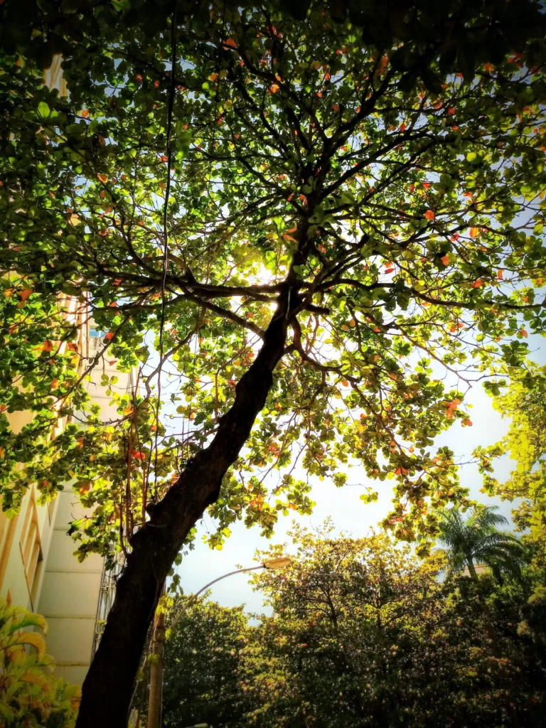 tree_in_siqueira_campos_copacabana_rio-768x1024