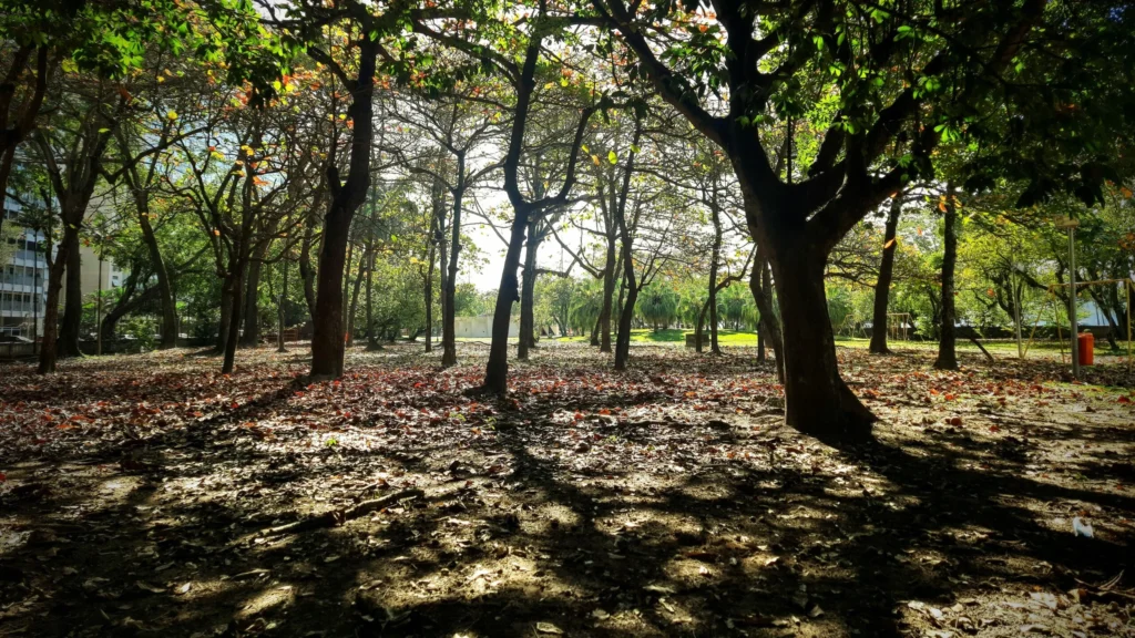 trees_at_carmen_miranda_park_flamengo-1024x576