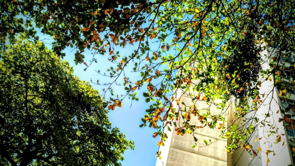 trees_in_siqueira_campos_copacabana_rio_03
