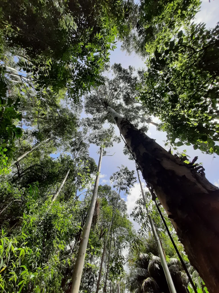 eucalyptus_trees_in_teresopolis_86-768x1024