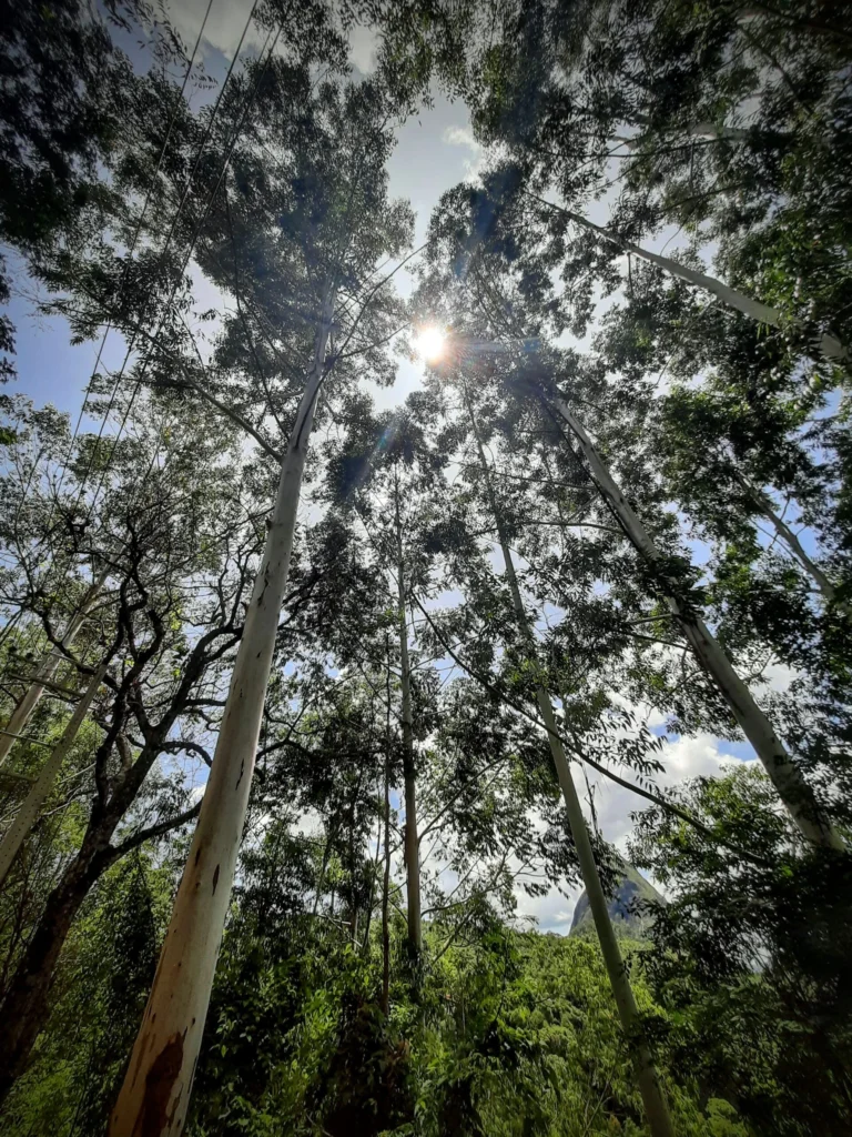 eucalyptus_trees_in_teresopolis_rio_brazil_08-768x1024