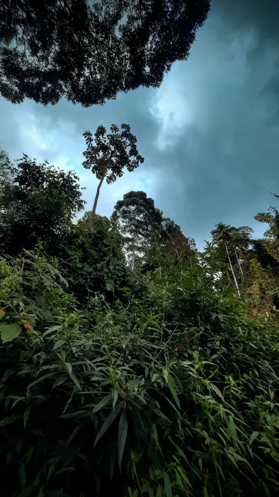 eucalyptus_trees_in_the_mountains_of_teresoplis_rio_brazil-576x1024