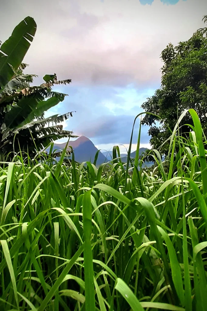 long_grass_and_vegetation_in_teresoplis_rio_brazil-682x1024