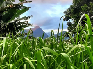 long_grass_in_the_mountains_of_teresoplis_rio_brazil-682x1024