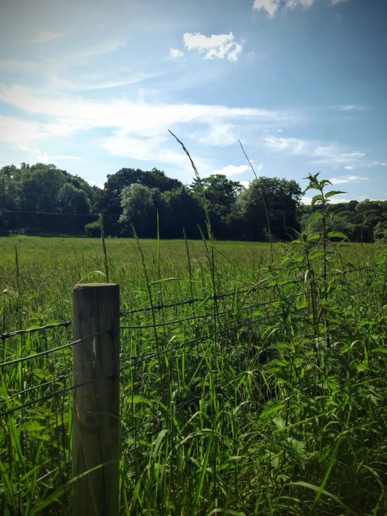 open_field_at_bewdley_uk-768x1024