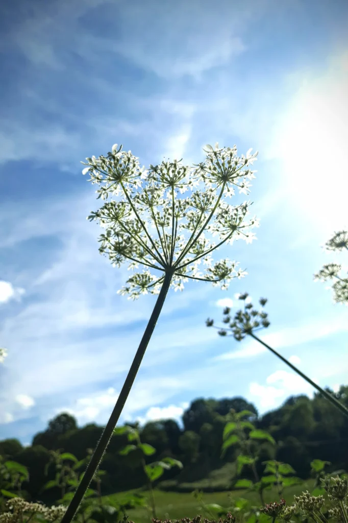 wild_flowers_at_bewdley_uk-682x1024