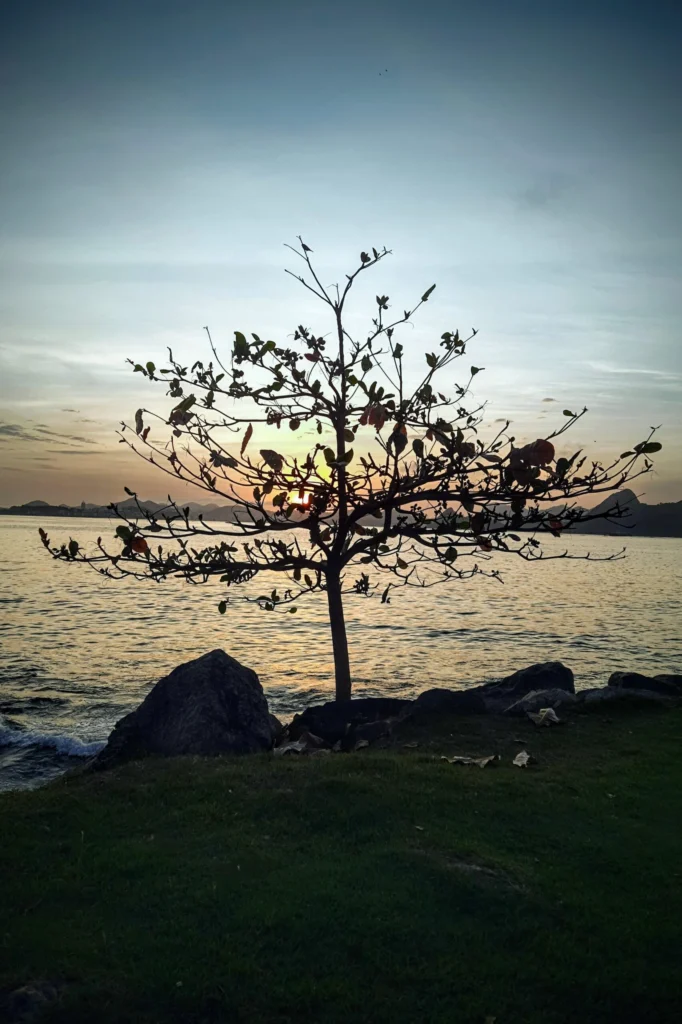 young_tree_flamengo_beach_rio-682x1024