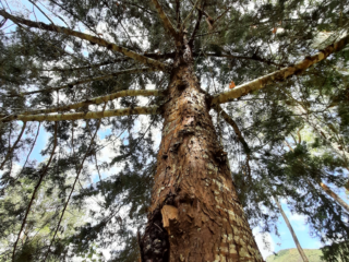 eucalyptus_trees_in_teresopolis_rio_brazil