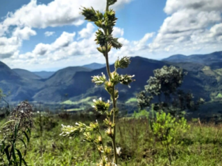 fern_and_wild_flower_at_teresopolis_brazil