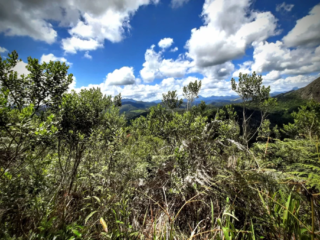 ferns_and_fauna_in_teresopolis_rio_brazil-1024x683