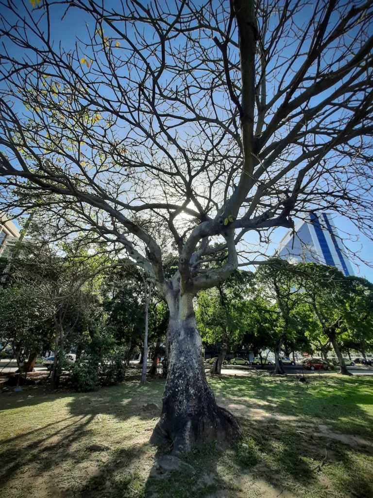 tree_at_aterro-botafogo_beach_rio-scaled