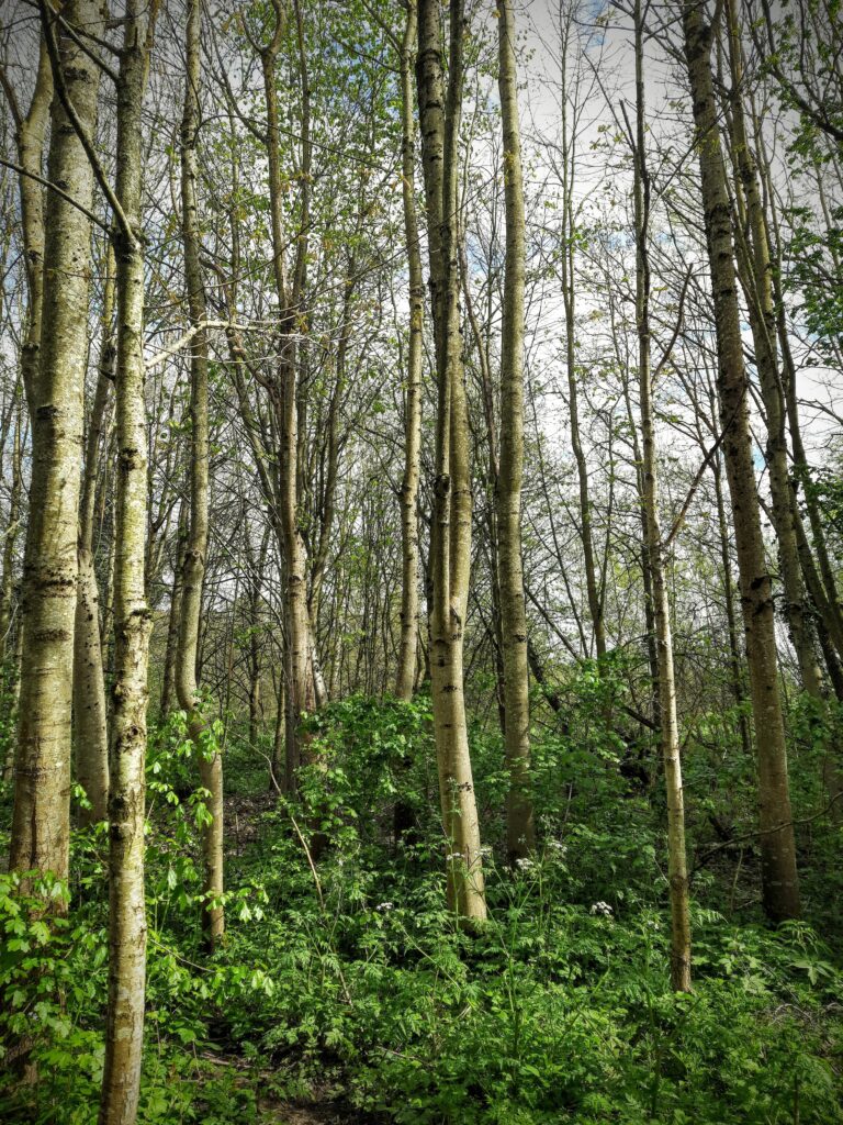 20240414_150135-EDIT-768x1024