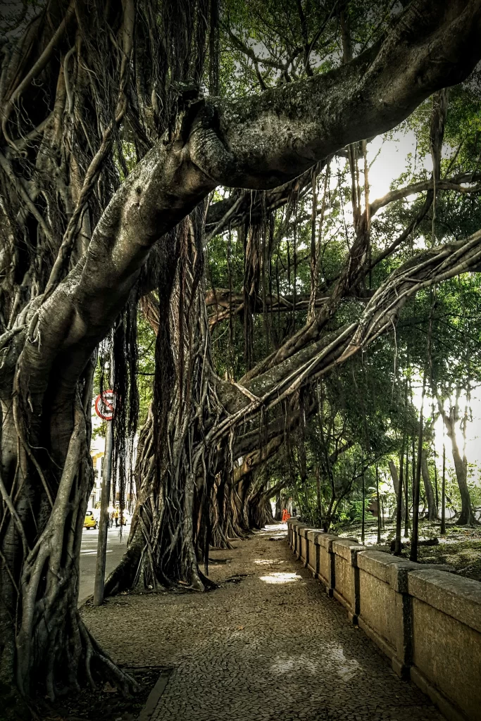 carmen_miranda_park-683x1024
