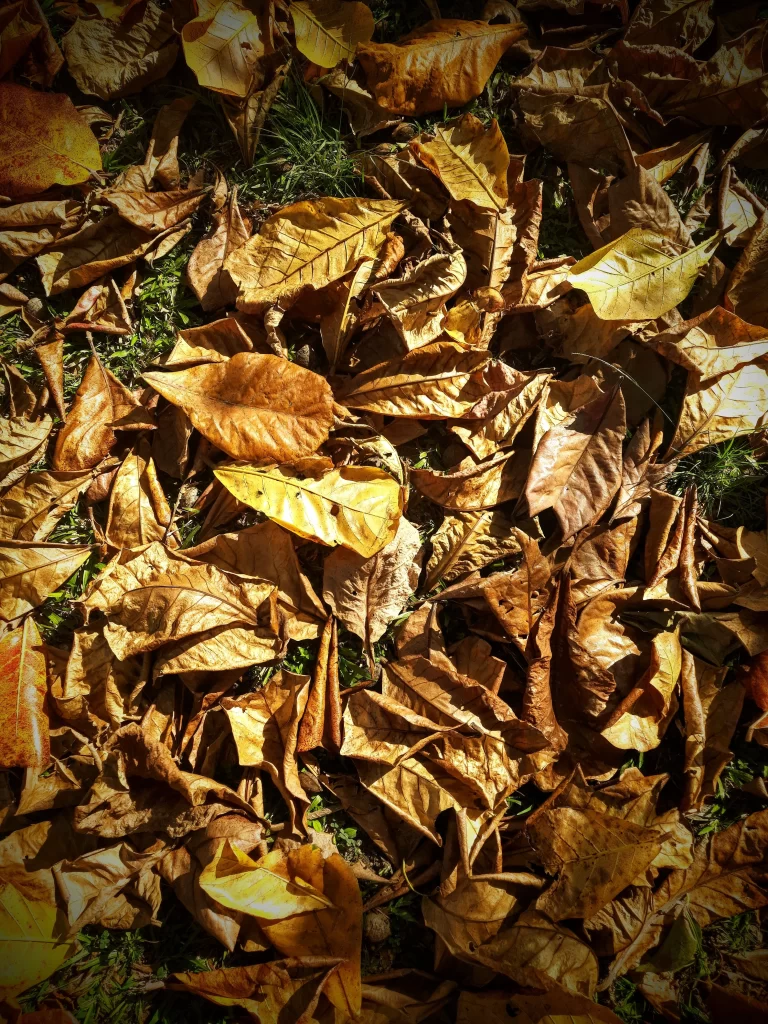 leaves-at_carmen_miranda_park-768x1024