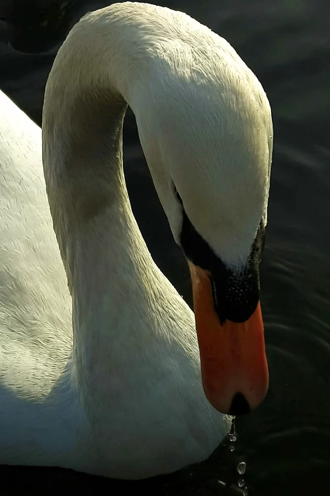 swan_at_the_canal_wordsley_england_03-682x1024