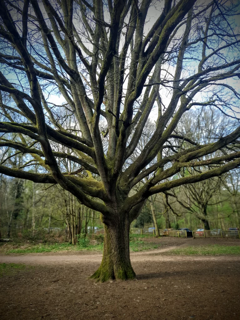 tree_at_kinver_england-768x1024