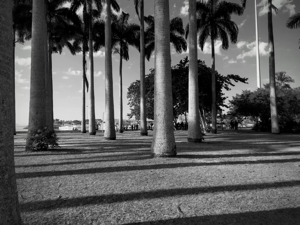 trees_at_mam_aterro-1024x768
